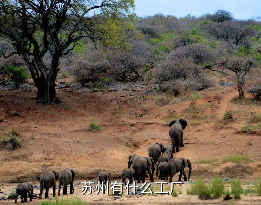 蘇州斯瑪亞自動化設(shè)備有限公司